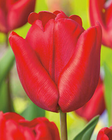 Tulipán raný 'Ruby Prince' - Tulipa Single Early 'Ruby Prince'