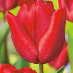 Tulipán raný 'Ruby Prince' - Tulipa Single Early 'Ruby Prince'