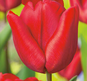 Tulipán raný 'Ruby Prince' - Tulipa Single Early 'Ruby Prince'