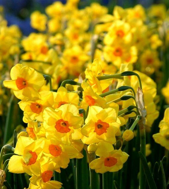 Narcis Tazetta 'Golden Dawn' - Narcissus Tazetta 'Golden Dawn'