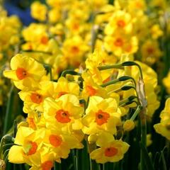 Narcis Tazetta 'Golden Dawn' - Narcissus Tazetta 'Golden Dawn'