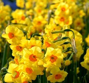 Narcis Tazetta 'Golden Dawn' - Narcissus Tazetta 'Golden Dawn'