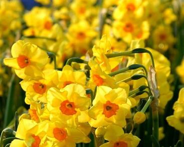 Narcis Tazetta 'Golden Dawn'