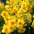 narcis-tazetta-golden-dawn.jpg