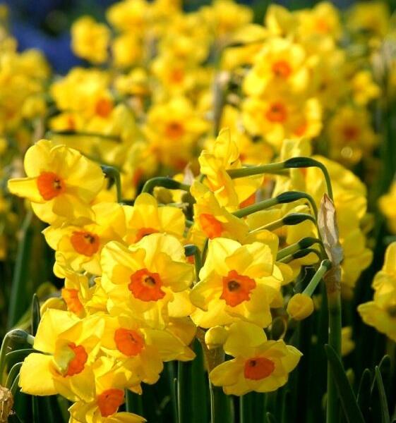 Narcis Tazetta 'Golden Dawn' - Narcissus Tazetta 'Golden Dawn'