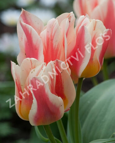 Tulipán Greigův 'Quebec' - Tulipa Greigii 'Quebec'
