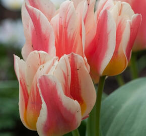 Tulipán Greigův 'Quebec' - Tulipa Greigii 'Quebec'
