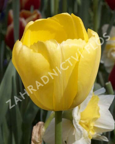 Tulipán Darwin hybrid 'Novi Sun' - Tulipa Darwin hybrid 'Novi Sun'
