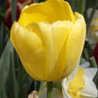Tulipán Darwin hybrid 'Novi Sun' - Tulipa Darwin hybrid 'Novi Sun'