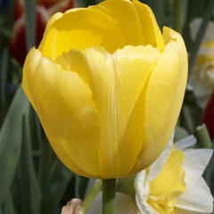 Tulipán Darwin hybrid 'Novi Sun' - Tulipa Darwin hybrid 'Novi Sun'