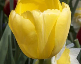 Tulipán Darwin hybrid 'Novi Sun'