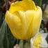tulipan-darwin-hybrid-novi-sun.jpg
