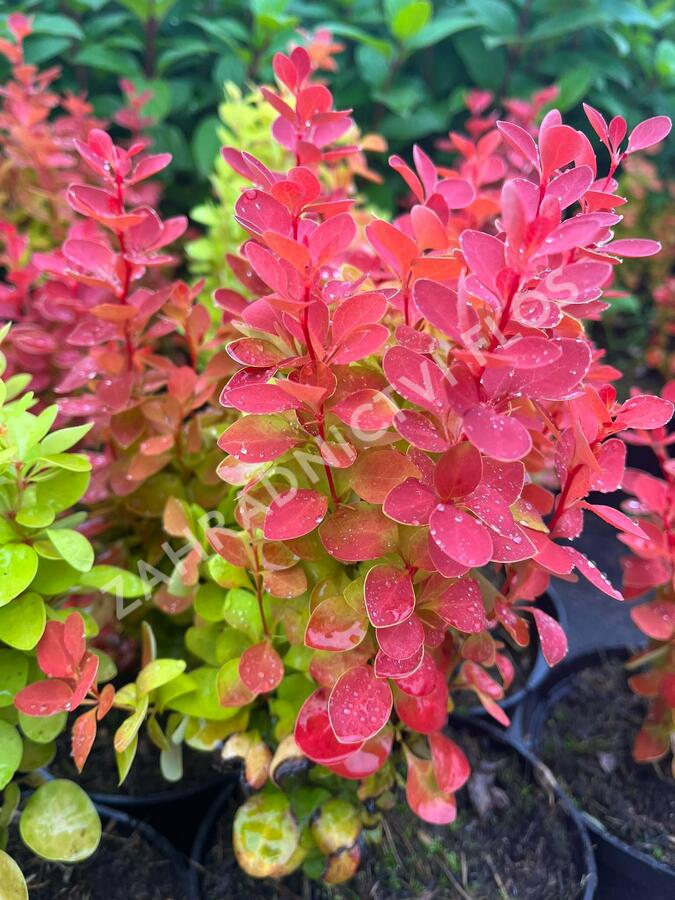 Dřišťál Thunbergův 'Orange Ice' - Berberis thunbergii 'Orange Ice'