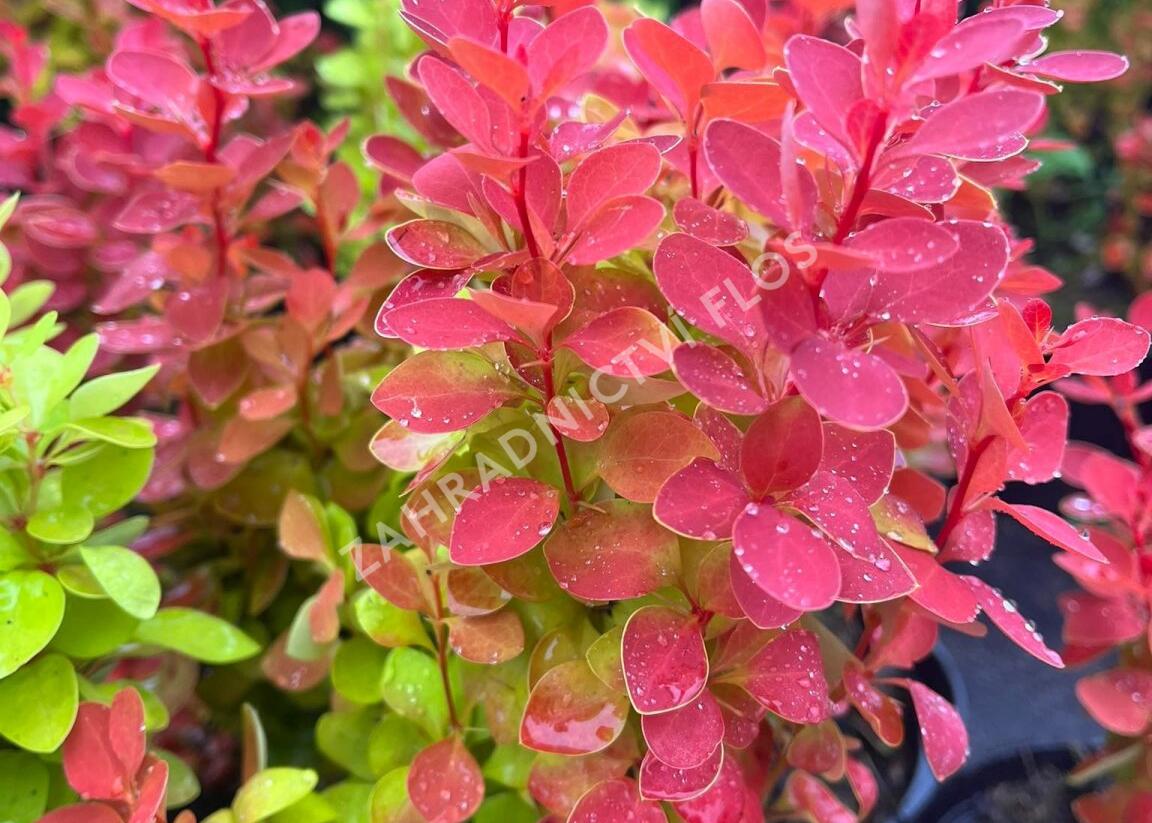 Dřišťál Thunbergův 'Orange Ice' - Berberis thunbergii 'Orange Ice'