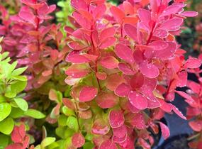 Dřišťál Thunbergův 'Orange Ice' - Berberis thunbergii 'Orange Ice'