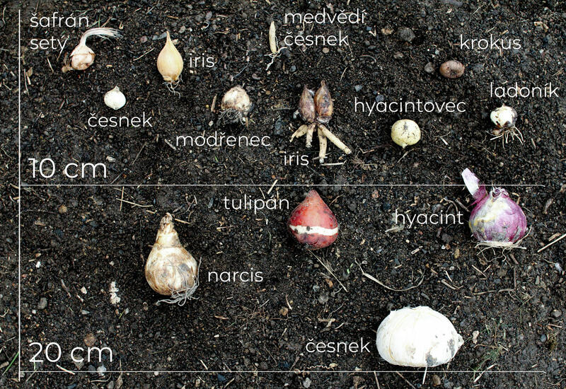 Sazeni Cibulovin (Září listopad, druhů odrůd, jako jsou, jednotlivých druhů) Sazeni Cibulovin