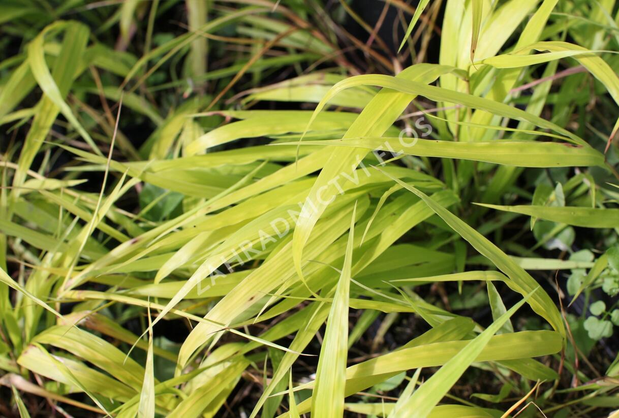 Rákosník japonský 'Sunflare' - Hakonechloa macra 'Sunflare'