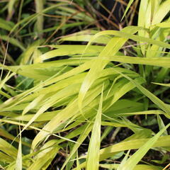Rákosník japonský 'Sunflare' - Hakonechloa macra 'Sunflare'