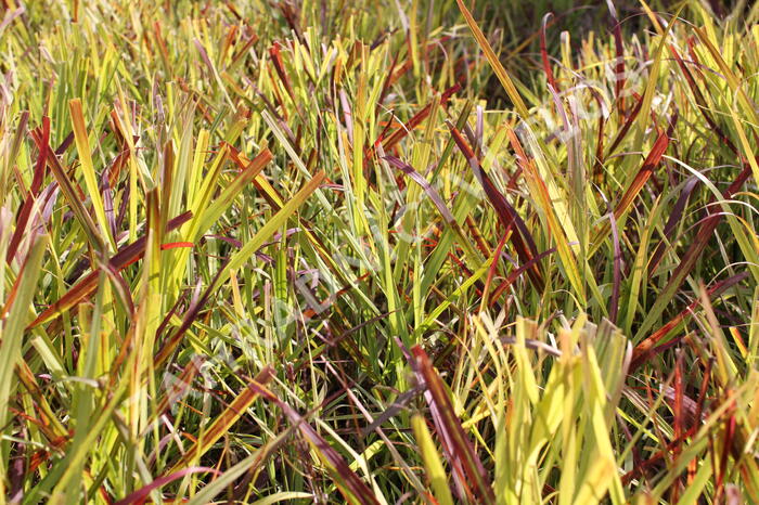 Proso prutnaté  ‘Oxblood Autumn’ - Panicum virgatum ‘Oxblood Autumn’