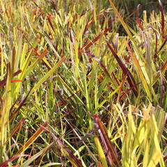 Proso prutnaté  ‘Oxblood Autumn’ - Panicum virgatum ‘Oxblood Autumn’