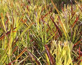 Proso prutnaté ‘Oxblood Autumn’
