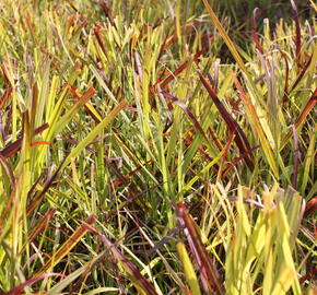 Proso prutnaté  ‘Oxblood Autumn’ - Panicum virgatum ‘Oxblood Autumn’