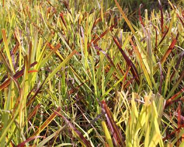 Proso prutnaté ‘Oxblood Autumn’