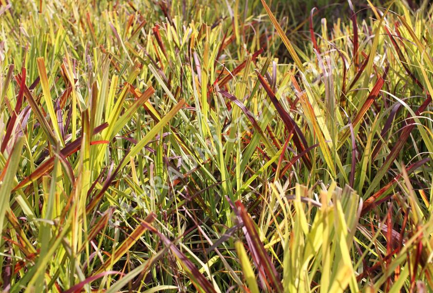 Proso prutnaté ‘Oxblood Autumn’ - Panicum virgatum ‘Oxblood Autumn’