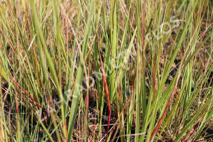 Kavyl ‘Allgäu’ - Stipa calamagrostis ‘Allgäu’