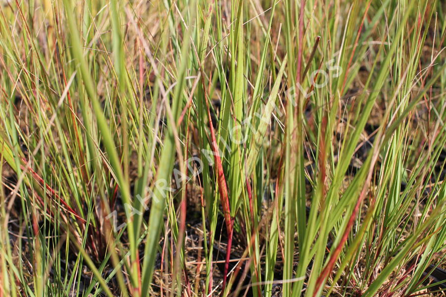 Kavyl ‘Allgäu’ - Stipa calamagrostis ‘Allgäu’