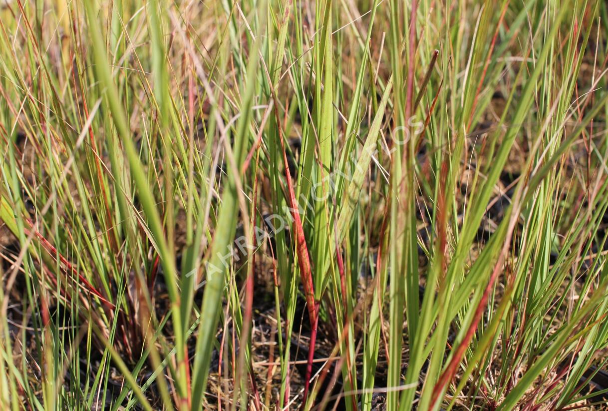 Kavyl ‘Allgäu’ - Stipa calamagrostis ‘Allgäu’