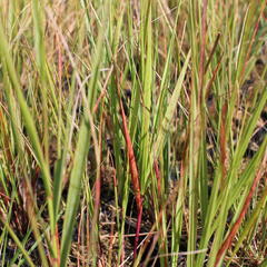 Kavyl ‘Allgäu’ - Stipa calamagrostis ‘Allgäu’