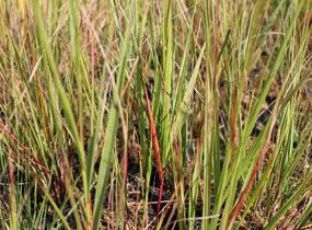 Kavyl ‘Allgäu’ - Stipa calamagrostis ‘Allgäu’