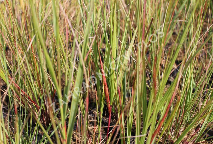 Kavyl ‘Allgäu’ - Stipa calamagrostis ‘Allgäu’