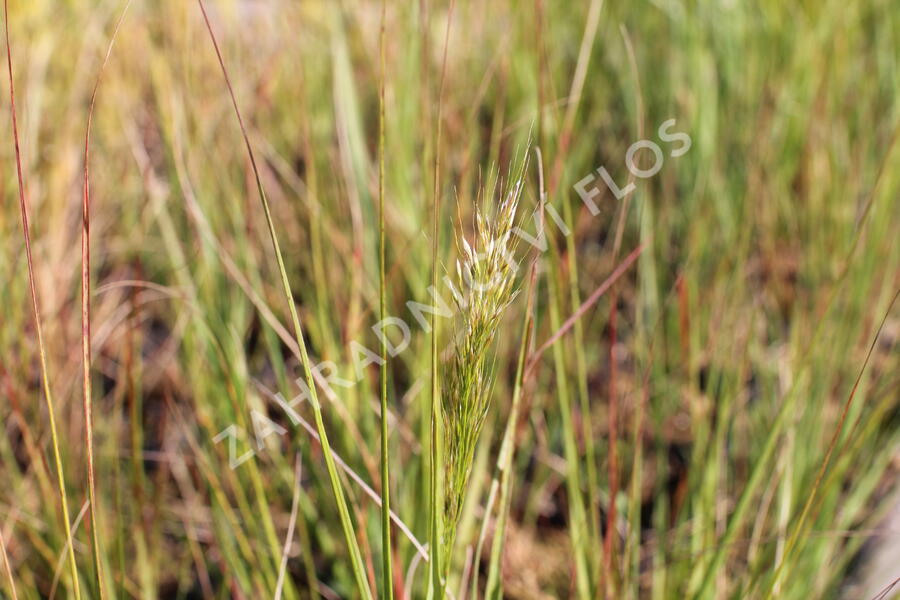 Kavyl ‘Allgäu’ - Stipa calamagrostis ‘Allgäu’