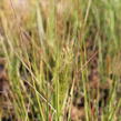 Kavyl ‘Allgäu’ - Stipa calamagrostis ‘Allgäu’