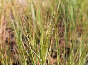 Kavyl ‘Allgäu’ - Stipa calamagrostis ‘Allgäu’