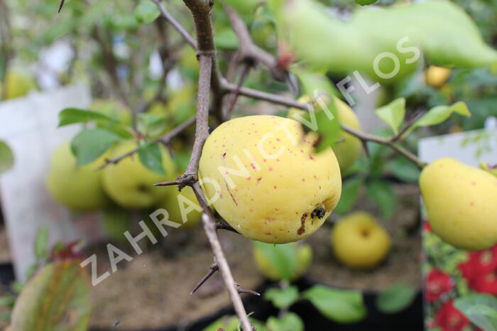 Kdoulovec nádherný 'Crimson and Gold' - Chaenomeles superba 'Crimson and Gold'
