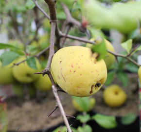 Kdoulovec nádherný 'Crimson and Gold' - Chaenomeles superba 'Crimson and Gold'