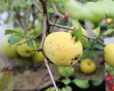 Kdoulovec nádherný 'Crimson and Gold'