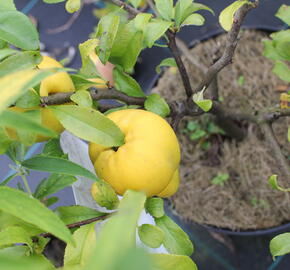 Kdoulovec lahvicovitý 'Jet Trail' - Chaenomeles speciosa 'Jet Trail'