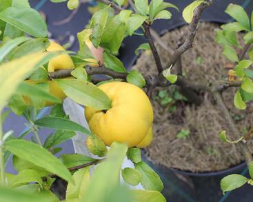 Kdoulovec nádherný 'Jet Trail'