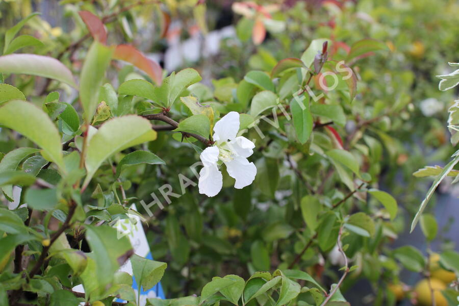 Kdoulovec lahvicovitý 'Jet Trail' - Chaenomeles speciosa 'Jet Trail'