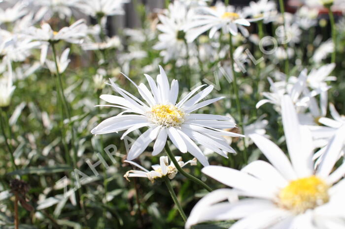 Kopretina největší 'Christine Hagemann' - Leucanthemum maximum 'Christine Hagemann'