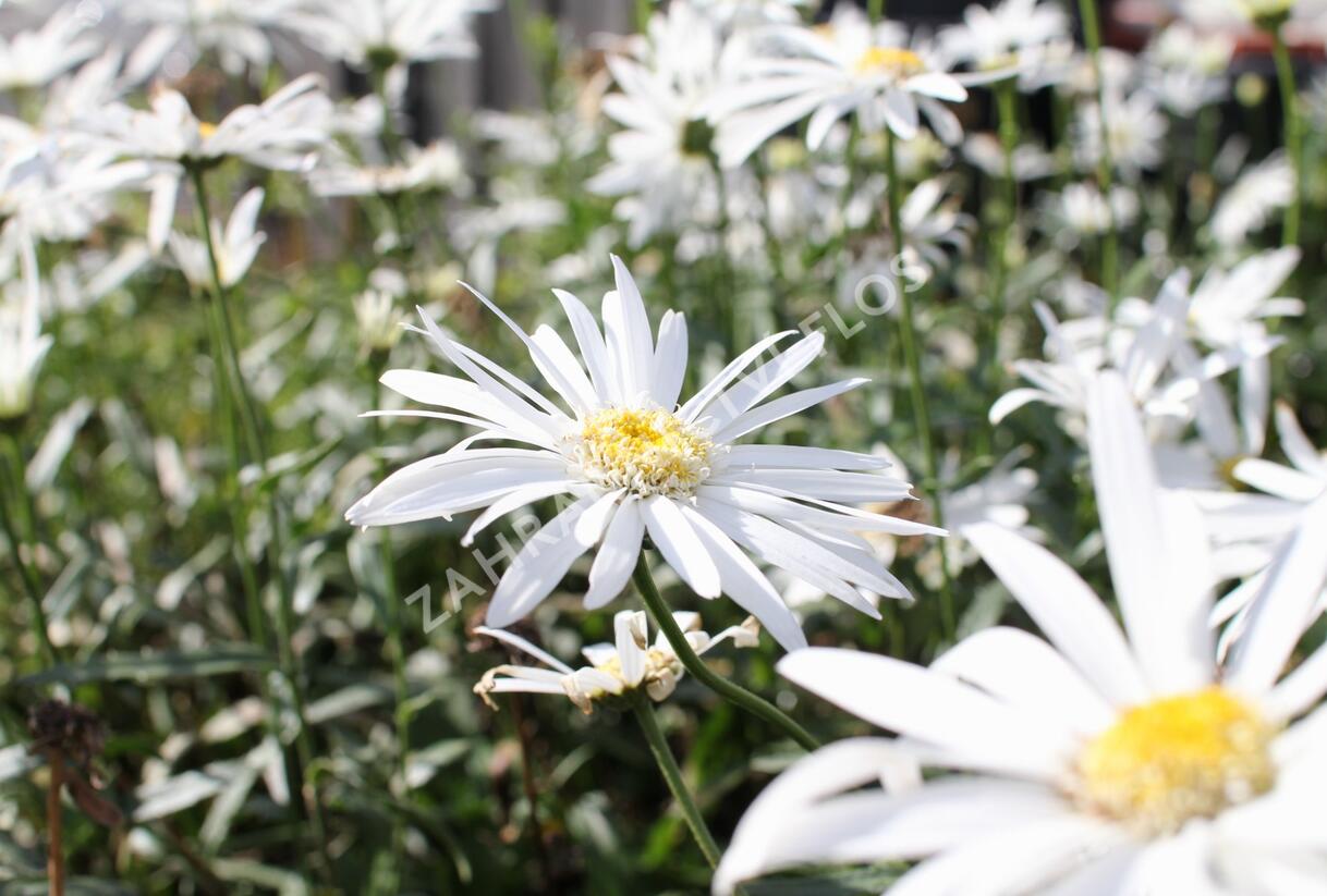 Kopretina největší 'Christine Hagemann' - Leucanthemum maximum 'Christine Hagemann'