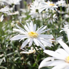 Kopretina největší 'Christine Hagemann' - Leucanthemum maximum 'Christine Hagemann'