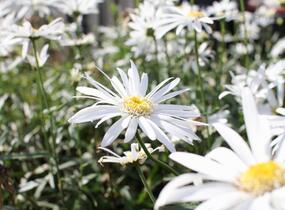 Kopretina největší 'Christine Hagemann' - Leucanthemum maximum 'Christine Hagemann'