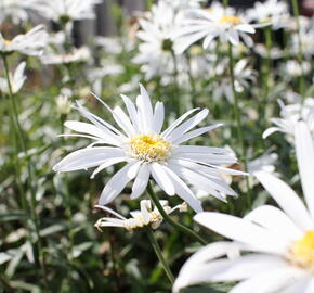 Kopretina největší 'Christine Hagemann' - Leucanthemum maximum 'Christine Hagemann'