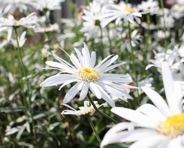 Kopretina největší 'Christine Hagemann'