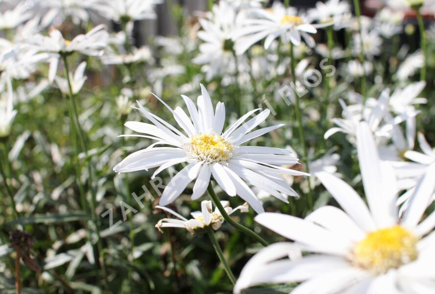Kopretina největší 'Christine Hagemann' - Leucanthemum maximum 'Christine Hagemann'